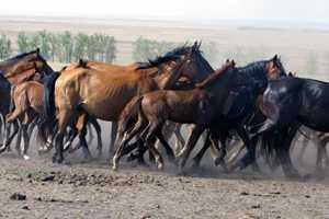 Тракененская порода лошадей: фото и видео, характеристика, описание и история