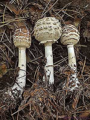 Лепиоты – ядовитые грибы