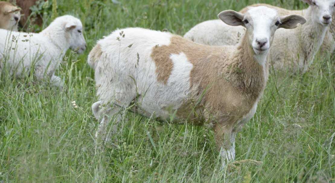 Катумские Овцы Где Купить И Сколько Стоит