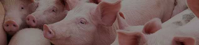 Особенности содержания свиней на глубокой подстилке