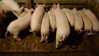 Сарай для свиней: обустройство и способы содержания
