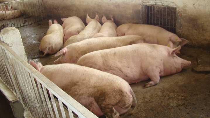 Условия содержания свиней содержание на глубокой подстилке