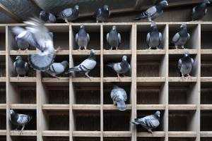 Гнезда для голубей: своими руками (фото)