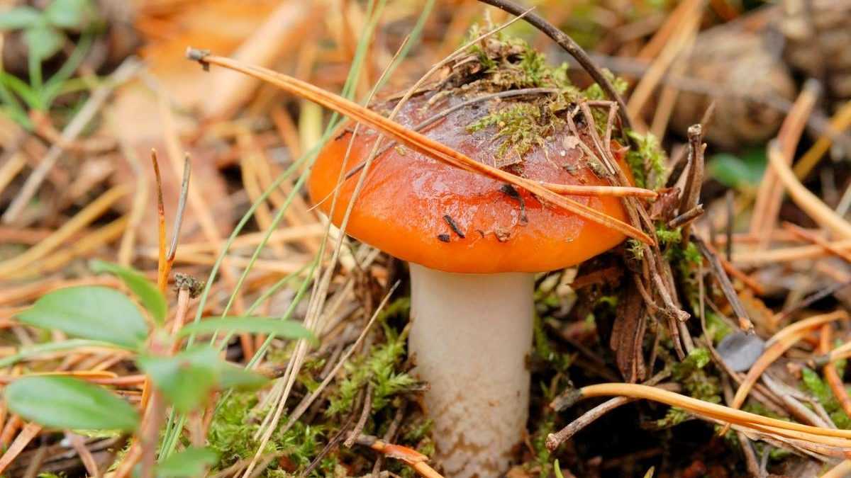 Паутинник фиолетовый: необычный и редкий гриб из красной книги