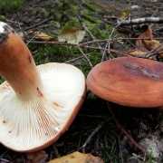 Млечник (род грибов) — википедия. что такое млечник (род грибов)