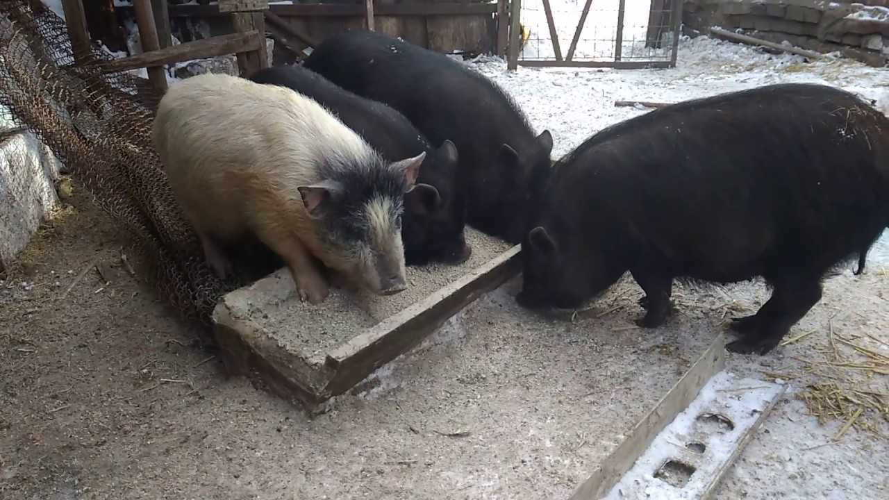 Содержание свиней зимой: на улице, в свинарнике, в холодном сарае, температура, кормление, уход