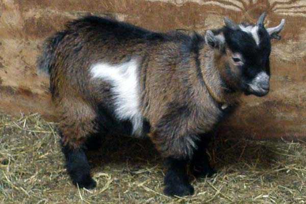 Камерунские козы (33 фото): описание породы карликовых коз. сколько молока в день они дают? тонкости содержания маленьких козлят, отзывы владельцев