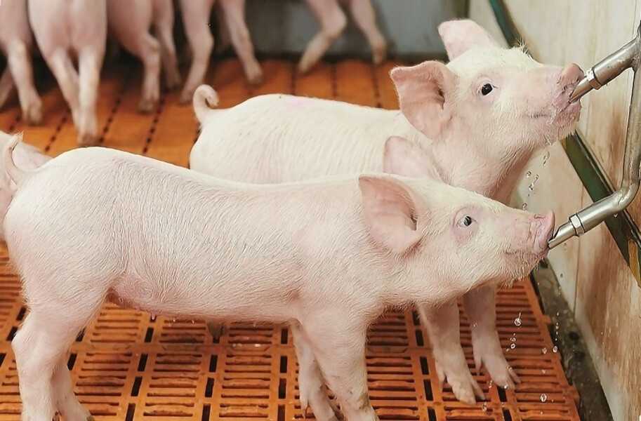 Поилки для свиней своими руками: фото, чертежи, оригинальные идеи и видео материалы по изготовлению