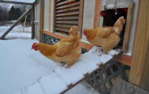 Как утеплить сарай для кур или животных на зиму своими руками