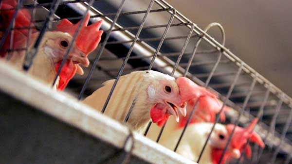 Как сделать и обустроить клетки для цыплят своими руками?