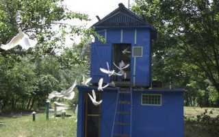 Как сделать гнёзда для голубей в голубятне