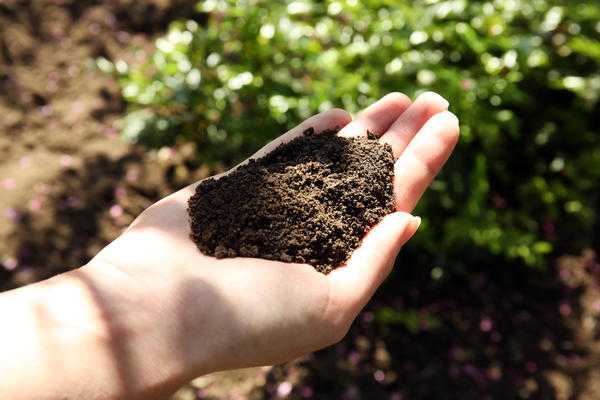 Повышение плодородия почвы: как ее улучшить своими руками и сделать чернозем? мероприятия, направленные на повышение плодородия почвы на садовом участке