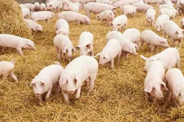 Подстилка для свиней: преимущества глубокой, описание технологии