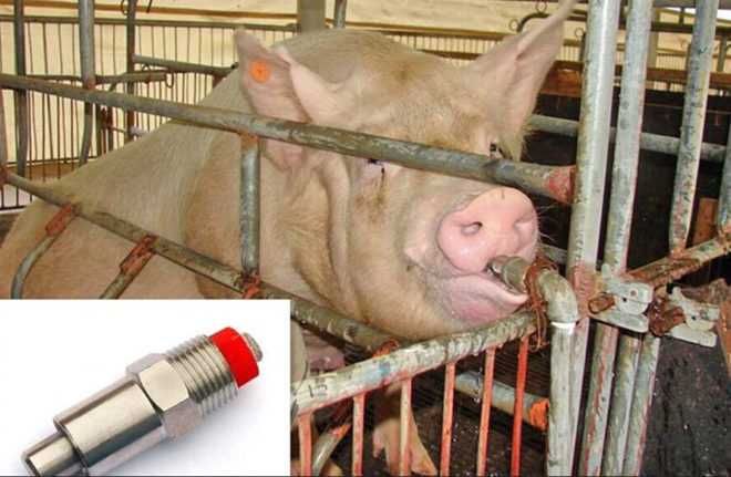 Поилки для свиней: требования к поилкам, особенности ниппельной конструкции, изготовление своими руками
