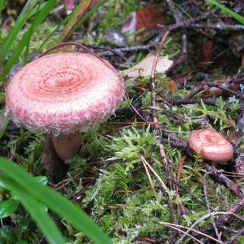 Разница между грибами рыжиками и волнушками. По внешнему виду, размерам, цвету мякоти, вкусу, полезным свойствам. Где встречаются рыжики и волнушки, как нужно их обрабатывать и готовить.