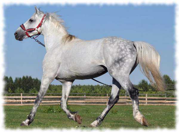 Описание и характеристики орловской породы лошадей