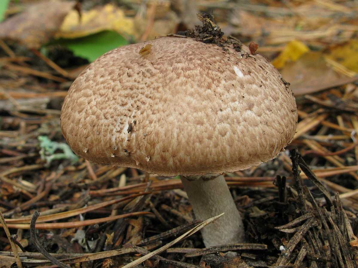 Энтолома садовая (entoloma clypeatum) –  грибы сибири