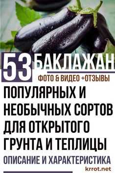 Слива: описание 22 лучших сортов с фото +отзывы