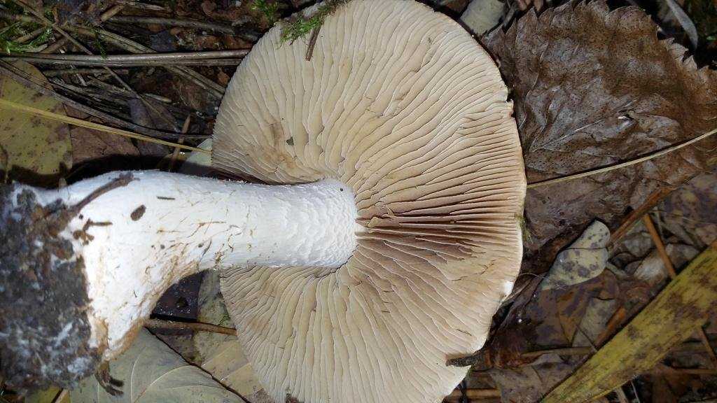 Гебелома корневидная – гриб с миндальным ароматом