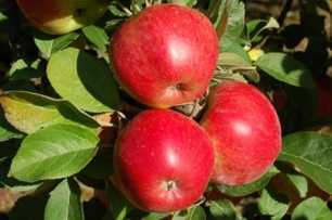Яблоня «краса свердловска»: описание, фото, отзывы - блог фермера