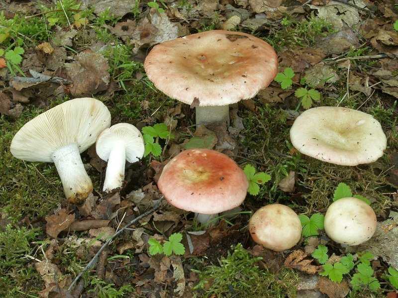 На деревьях выросли грибы? как справиться с незапланированным урожаем