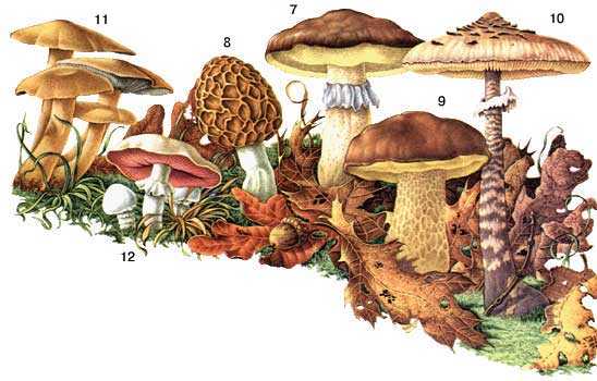 Съедобные грибы: фото, название, описание, как отличить от несъедобных, ложные двойники - 24сми