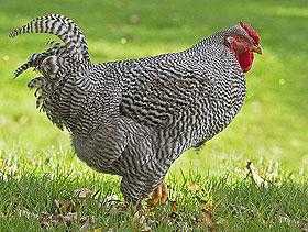 Карликовые породы кур (40 фото): описание мини-мясных цыплят. как называются маленькие породы несушек?