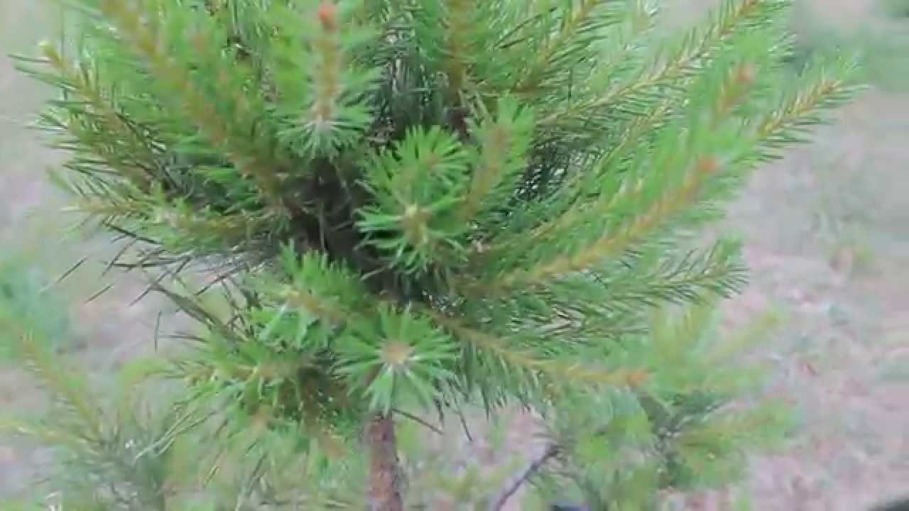Сосна обыкновенная, или сосна лесная — pinus sylvestris | russianpermaculture.ru