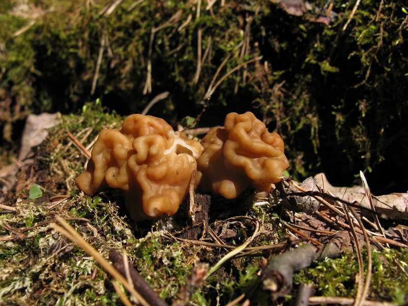 Строчок обыкновенный: можно ли есть этот гриб?