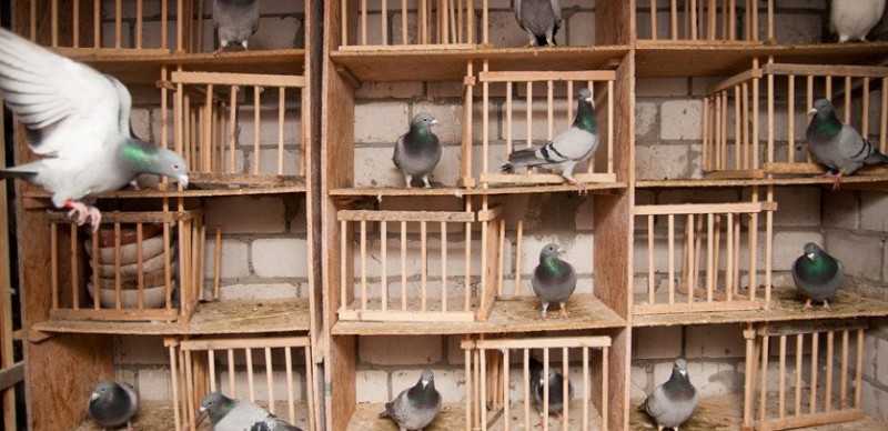 Чем кормить голубей в домашних условиях?