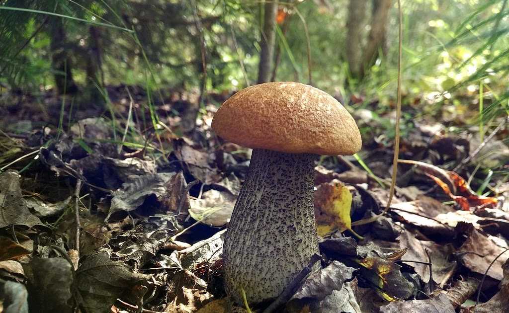Фото гриба подосиновика, как выглядит и где произрастает. На какие разновидности делят, по каким особенностям его можно узнать, и какие факты с ним связаны.