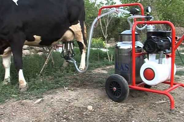 Доение коров в домашних условиях: технология, видео | домашняя ферма