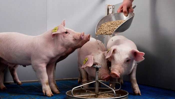 Премиксы для свиней: состав, отзывы, инструкция по применению