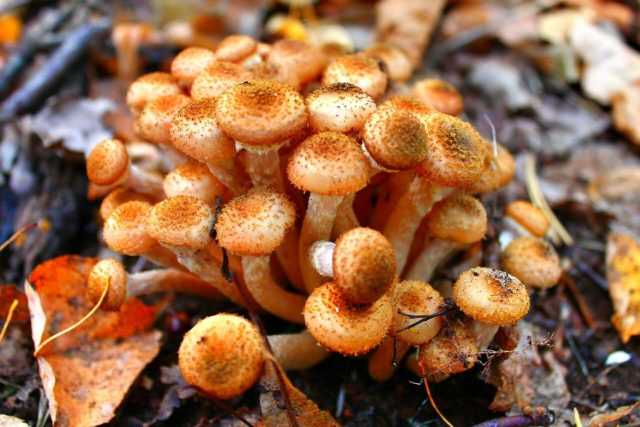 Опенок толстоногий: описание съедобного гриба