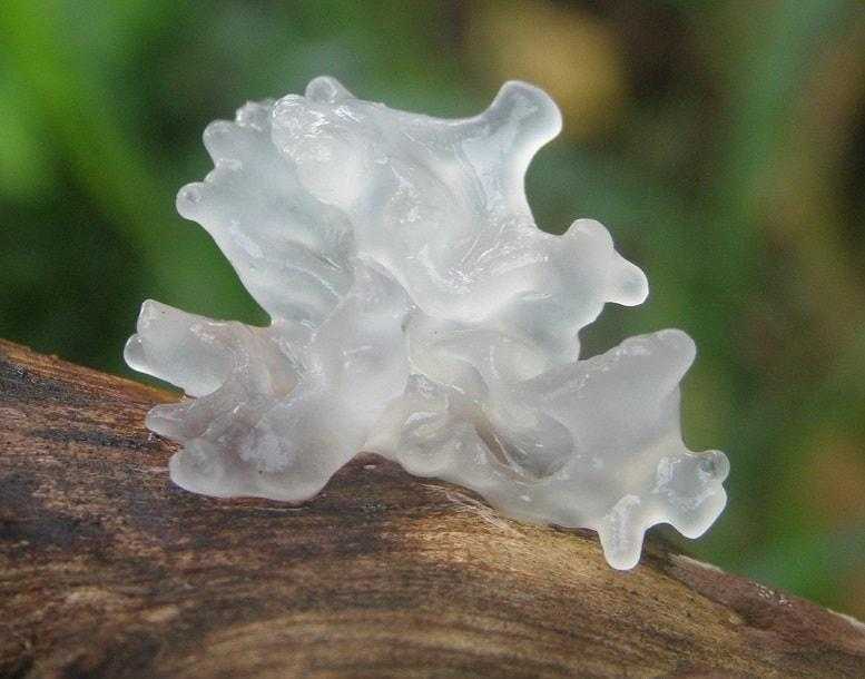 Снежный гриб: как он выглядит и чем уникален. Где можно найти фукусовидную тремеллу. Как применяют редкий гриб в кулинарии, как вырастить его у себя на участке.