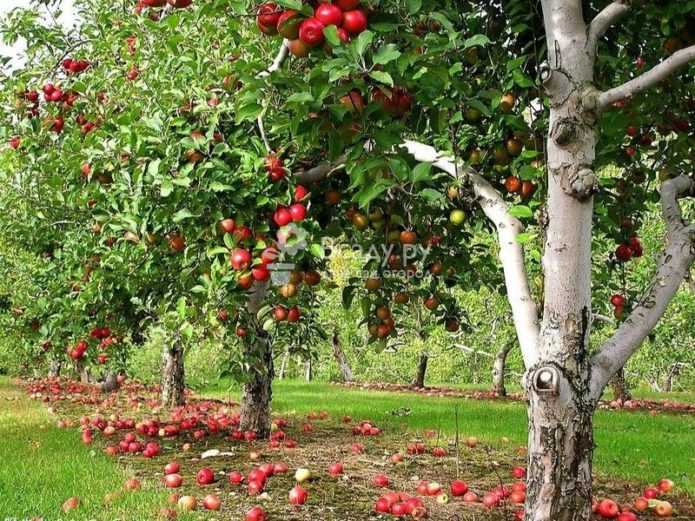 Правила и сроки посадки яблонь осенью в средней полосе