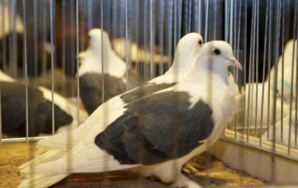 Выращивание голубей - как правильно разводить и ухаживать в домашних условиях (90 фото)