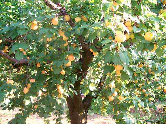 Краснощёкий абрикос – плоды южного дерева на вашем столе