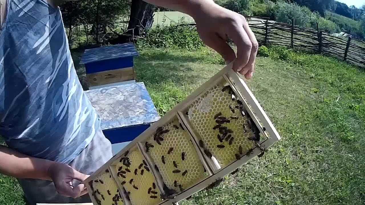 Особенности кочевого пчеловодства, передвижная пасека на колесах своими руками
