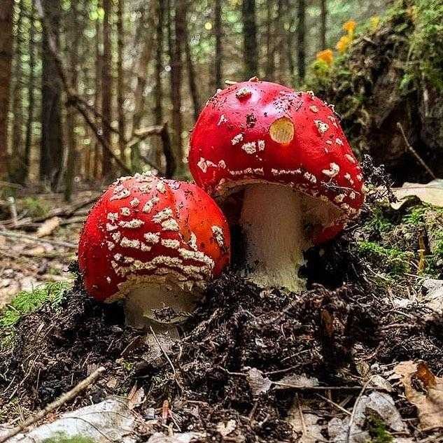 Мухомор королевский - фото и описание гриба, где растет и как выглядит