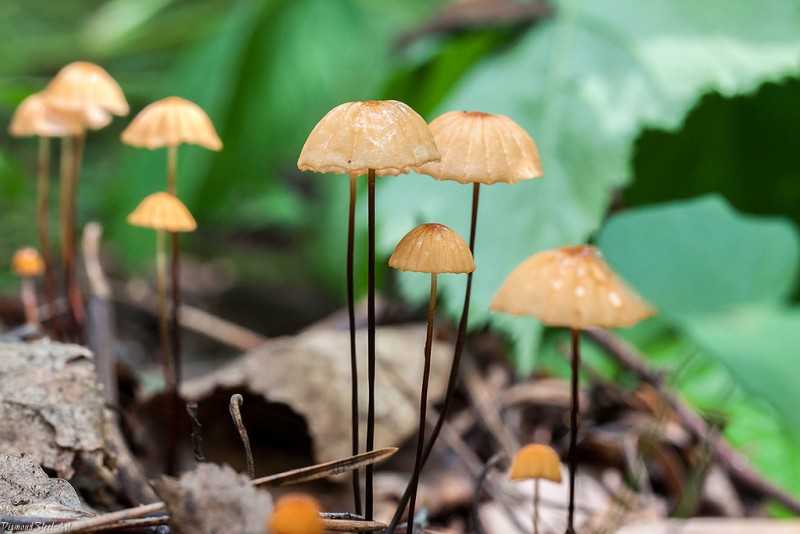 Негниючник шаровидный (Marasmius wynnei): как выглядит его шляпка и ножка, где и как растет. Съедобен ли гриб, как отличить от двойников.