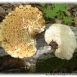 Трутовик каштановый – большой и массовый гриб