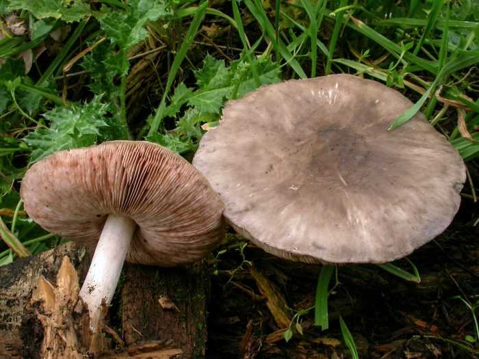 Как выглядит и где растёт гриб плютей белый, съедобный или нет, польза и вред, фото и описание