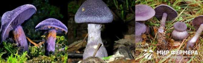 Отравление грибами — википедия. что такое отравление грибами