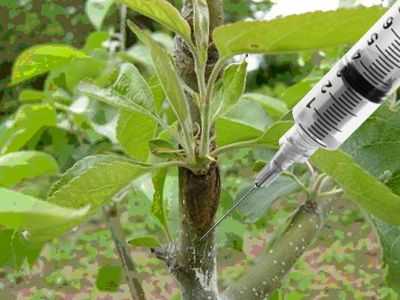 Прививка плодовых деревьев весной: способы и сроки прививки