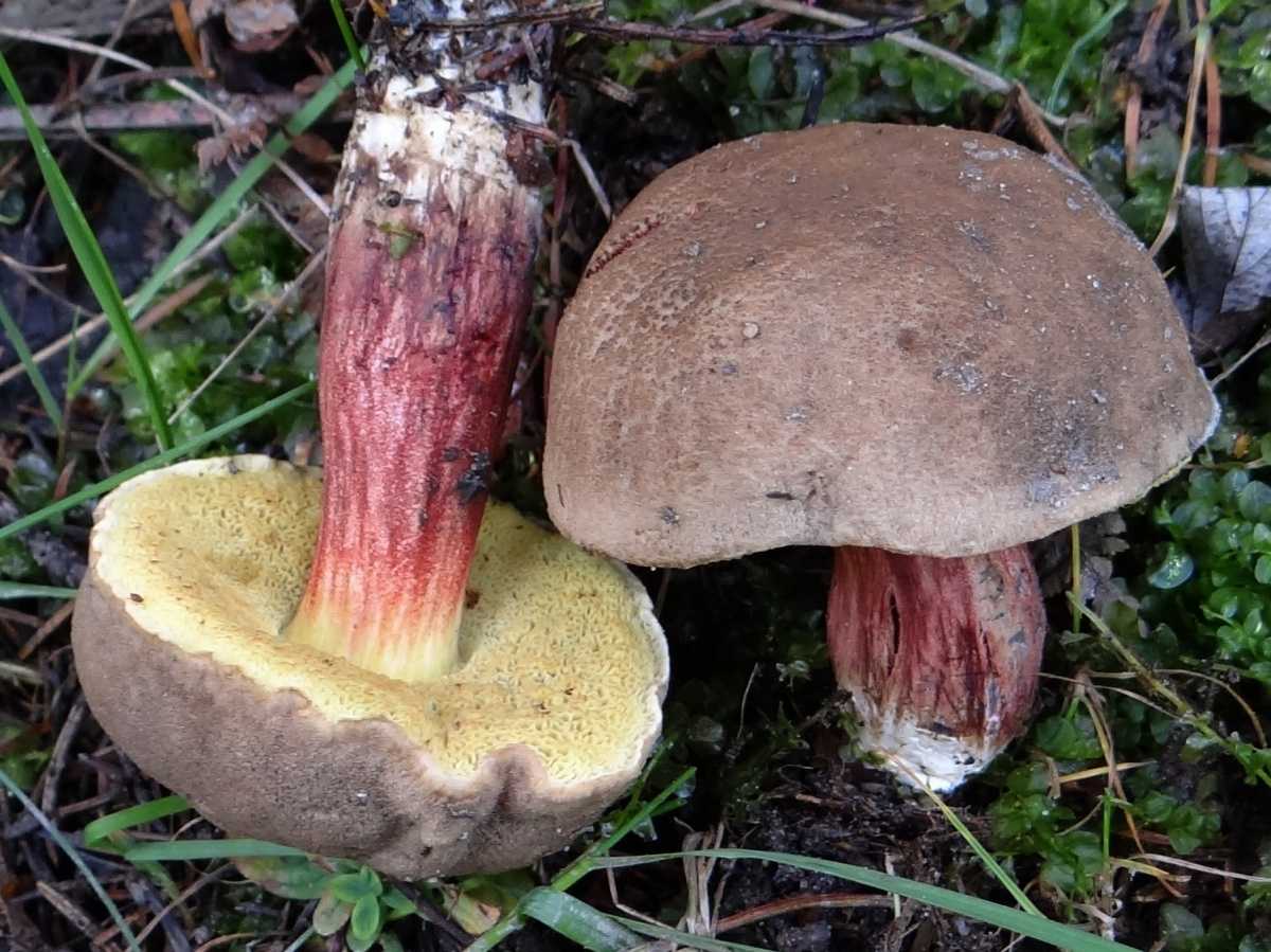 Самые необычные грибы мира. бокальчик полосатый грибы полосатые бокальчики