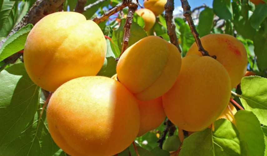 Сорта абрикоса для средней полосы россии: фото и характеристика