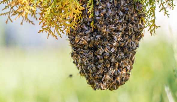 Роение пчел: причины, сроки, признаки и методы борьбы