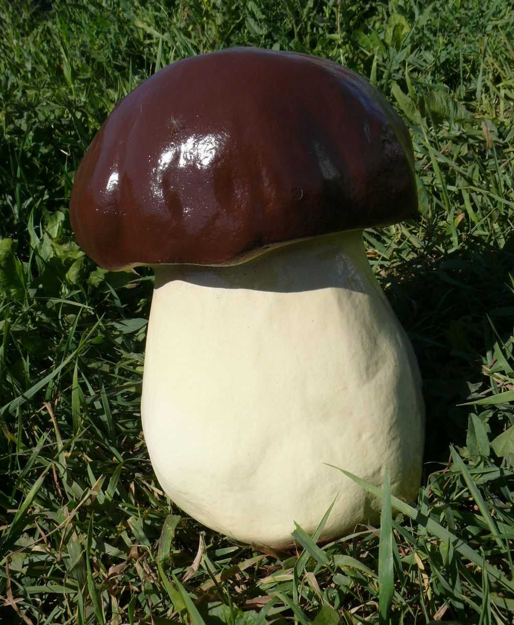 Боровик: где растет гриб, как выглядит