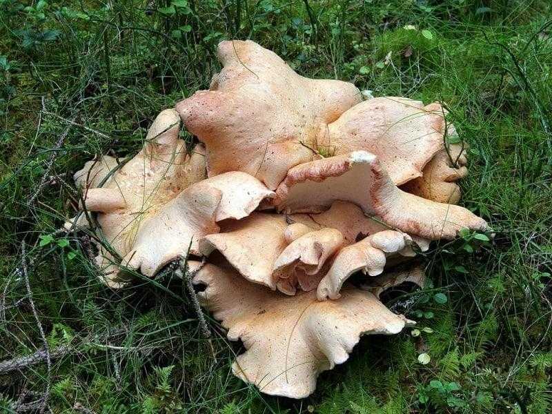 Альбатреллус гребенчатый - несъедобный гриб.